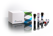 GeneFinder™ Flu A&B RealAmp Kit